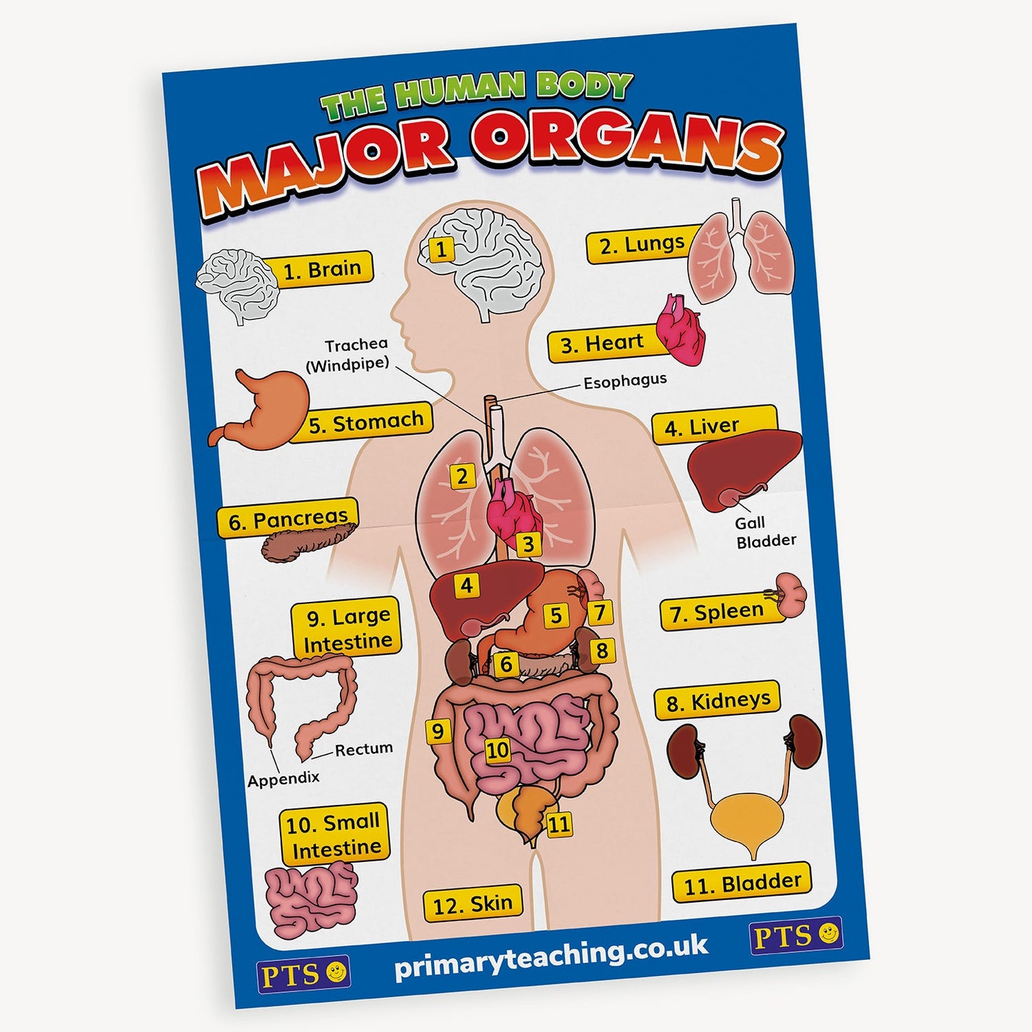 Educational poster titled 'The Human Body – Major Organs'. Features a labelled diagram of the human body with illustrations and names of 12 major organs, including the brain, lungs, heart, stomach, liver, kidneys, intestines, and bladder. The background is blue with yellow labels and red title text.