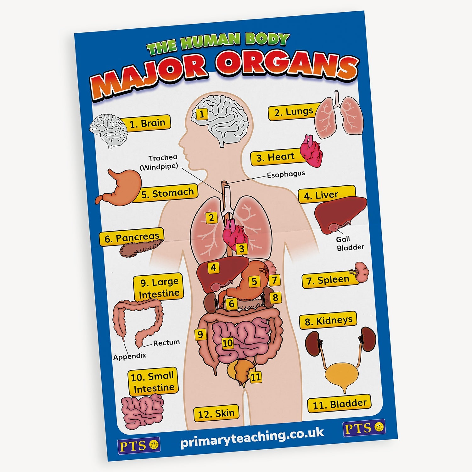 Educational poster titled 'The Human Body – Major Organs'. Features a labelled diagram of the human body with illustrations and names of 12 major organs, including the brain, lungs, heart, stomach, liver, kidneys, intestines, and bladder. The background is blue with yellow labels and red title text.