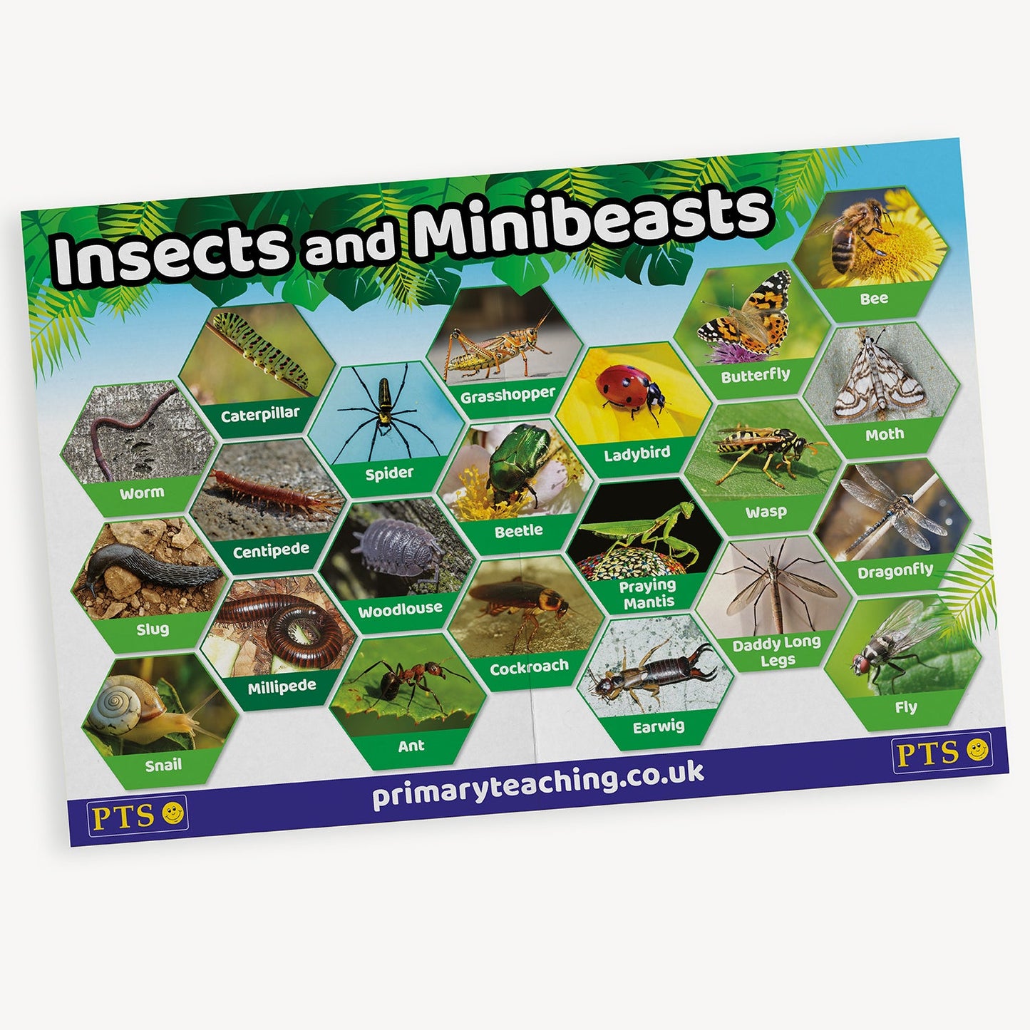 An educational poster titled 'Insects and Minibeasts' from primaryteaching.co.uk. The poster displays a collection of colour photographs of various small creatures, each inside a hexagonal frame. Labelled examples include: worm, caterpillar, spider, grasshopper, ladybird, beetle, ant, snail, woodlouse, earwig, dragonfly, wasp, bee, butterfly, centipede, millipede, and more. 