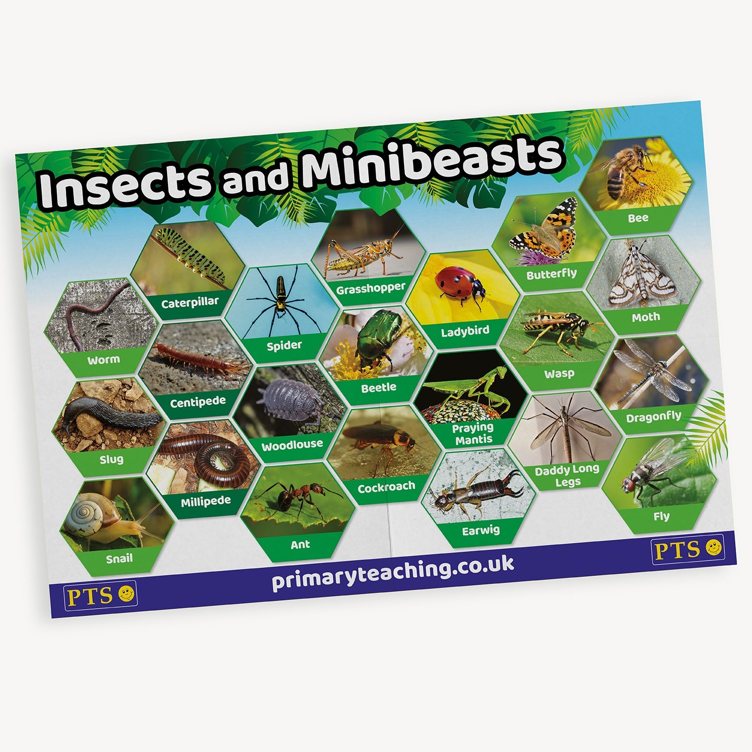 An educational poster titled 'Insects and Minibeasts' from primaryteaching.co.uk. The poster displays a collection of colour photographs of various small creatures, each inside a hexagonal frame. Labelled examples include: worm, caterpillar, spider, grasshopper, ladybird, beetle, ant, snail, woodlouse, earwig, dragonfly, wasp, bee, butterfly, centipede, millipede, and more. 