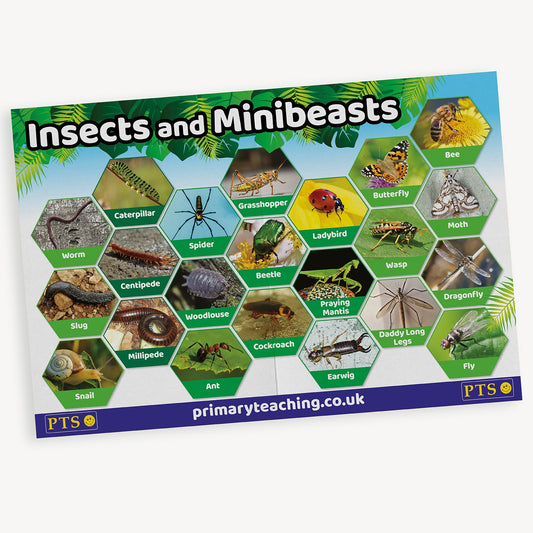 An educational poster titled 'Insects and Minibeasts' from primaryteaching.co.uk. The poster displays a collection of colour photographs of various small creatures, each inside a hexagonal frame. Labelled examples include: worm, caterpillar, spider, grasshopper, ladybird, beetle, ant, snail, woodlouse, earwig, dragonfly, wasp, bee, butterfly, centipede, millipede, and more. 